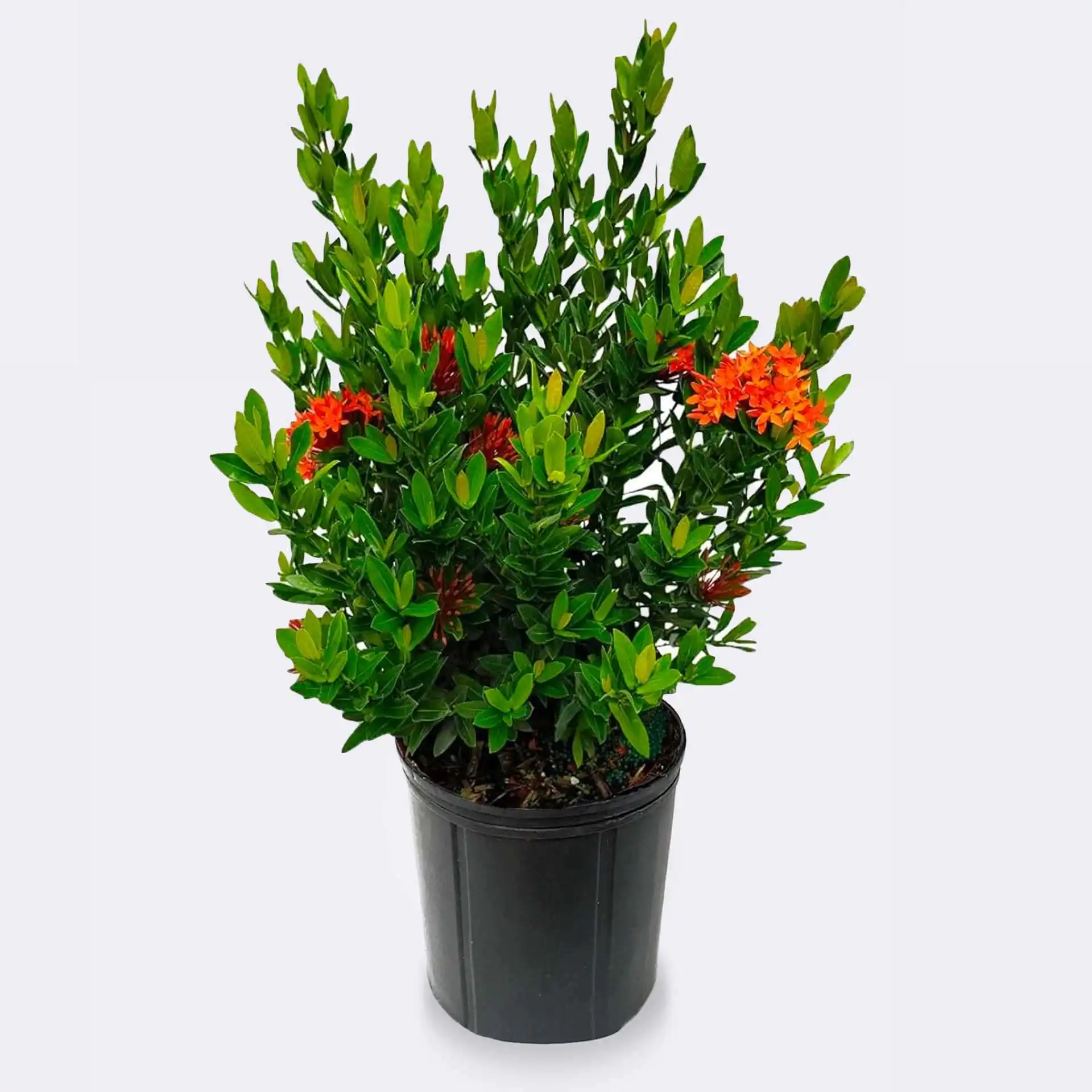 Dwarf Ixora Red