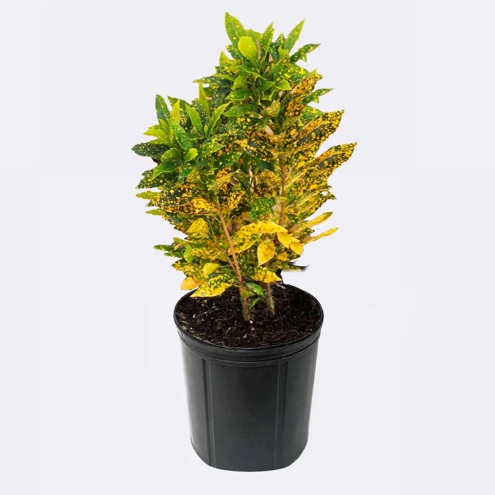 Croton Gold Dust