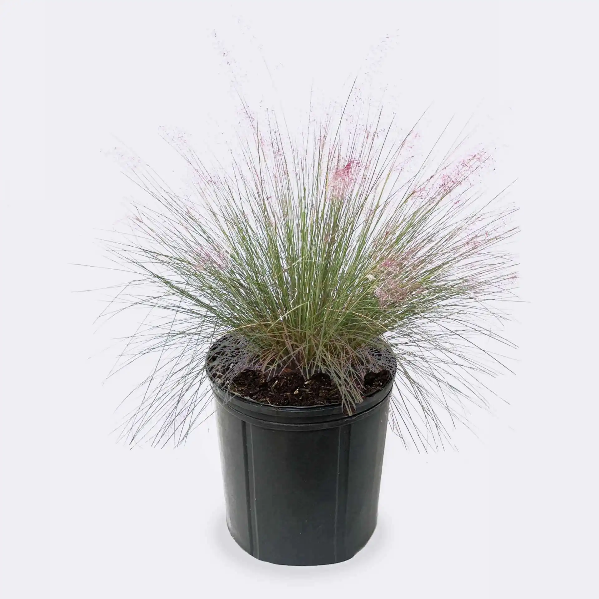 Red Fountain Grass