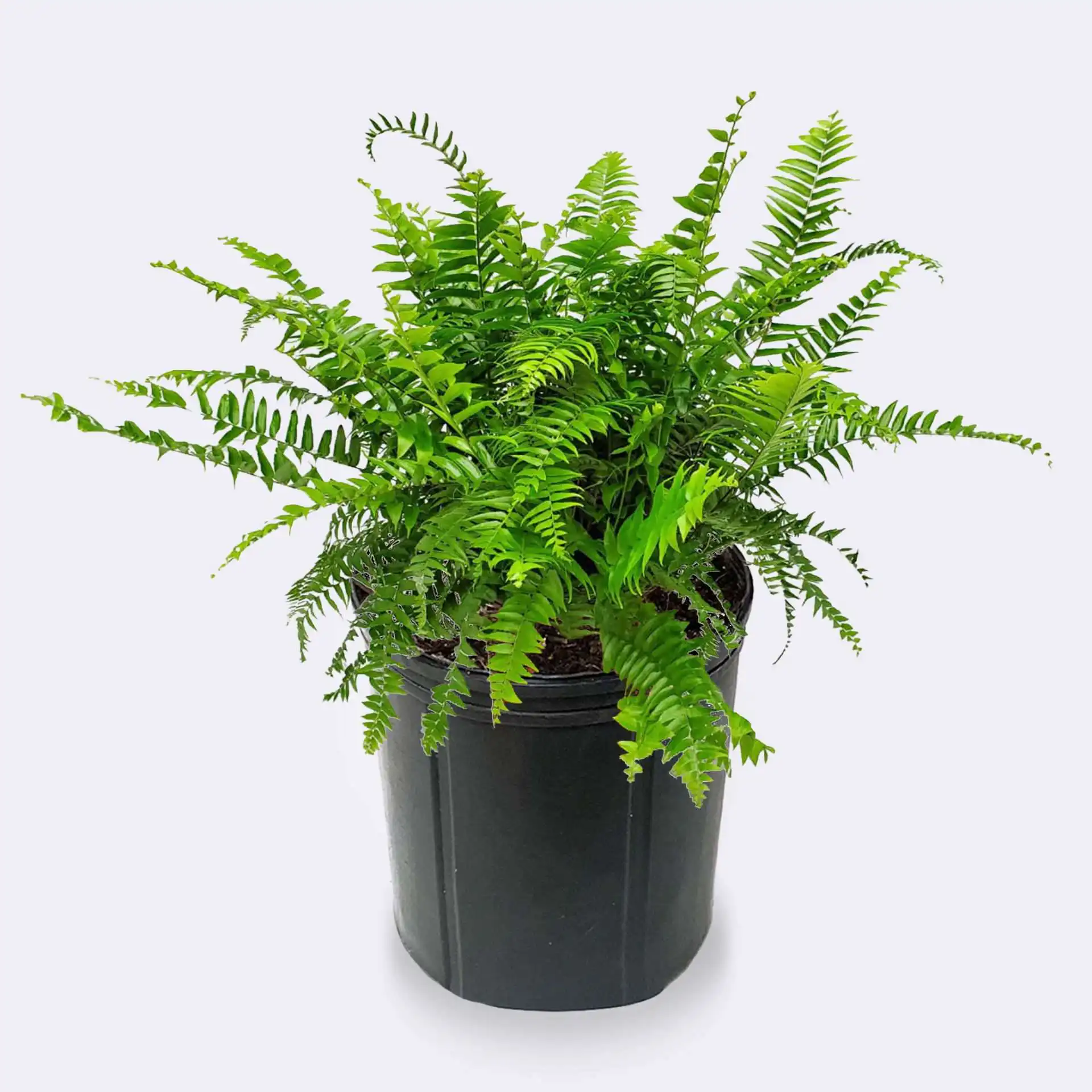 Macho Fern