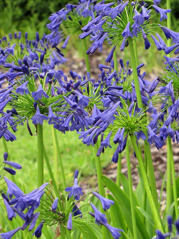 Agapanthus Blue