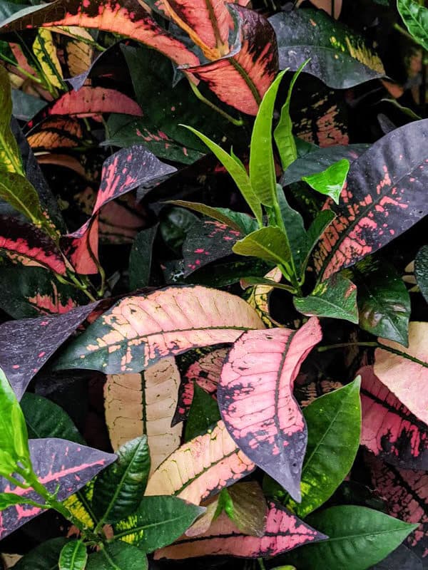 Croton Banana
