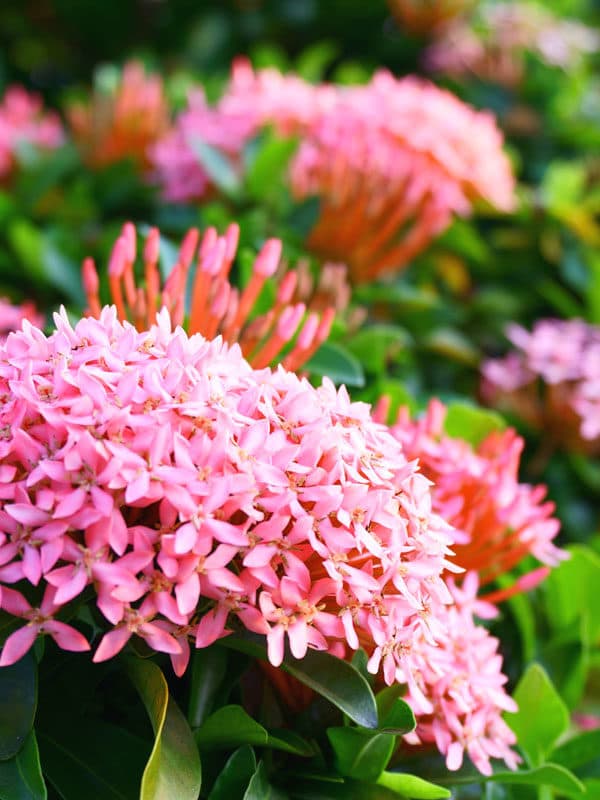 Nora Grant Ixora