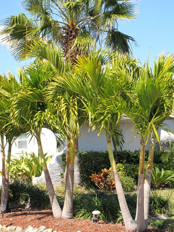 Canary Island Date Palm