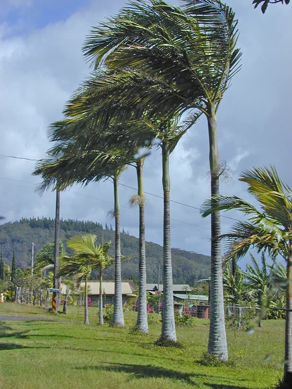 Alexander Palm