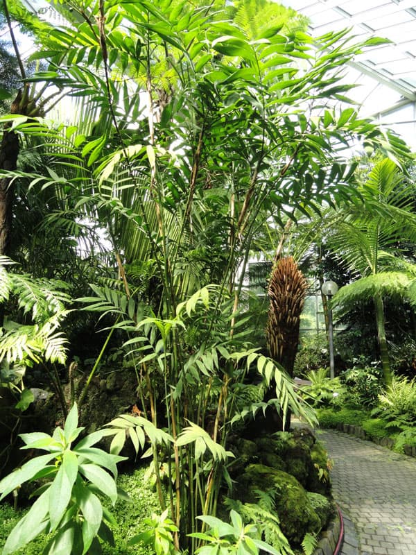 Lady Palm