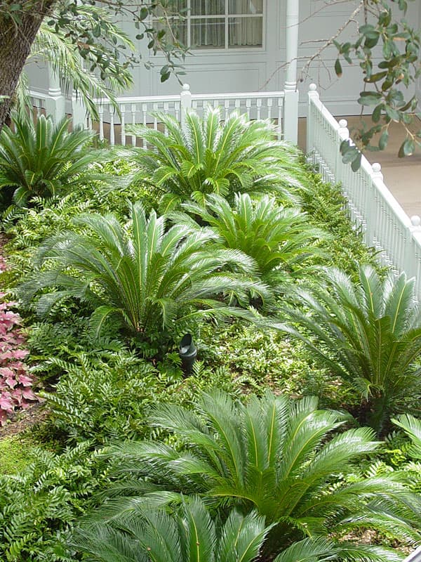 Chinese Fan Palm