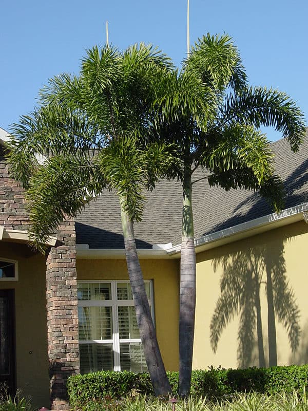 Fishtail Palm