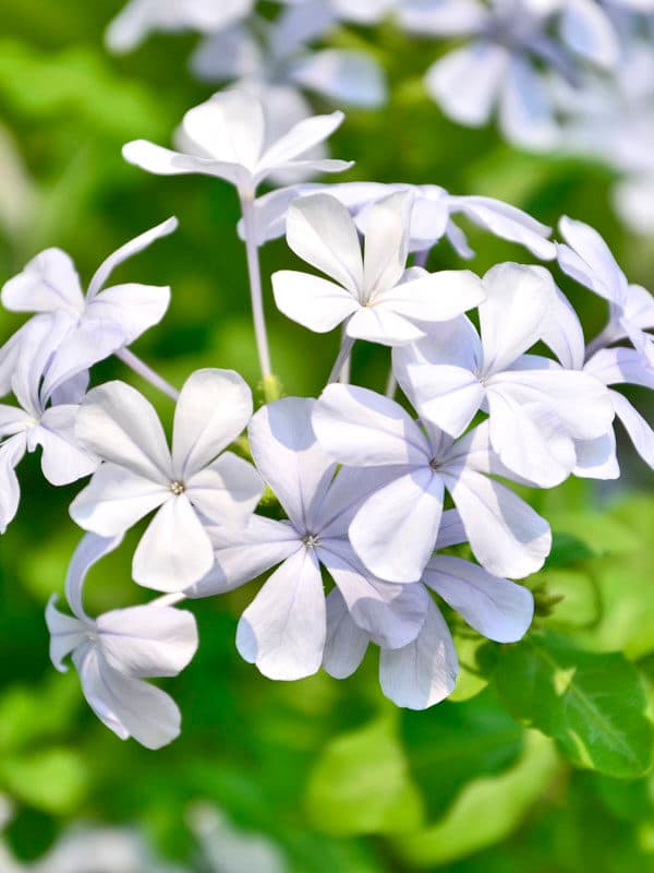Flax Lily