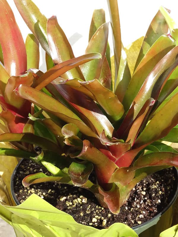 Bromeliad