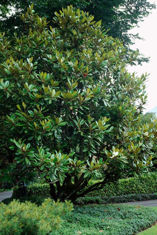 Magnolia Tree