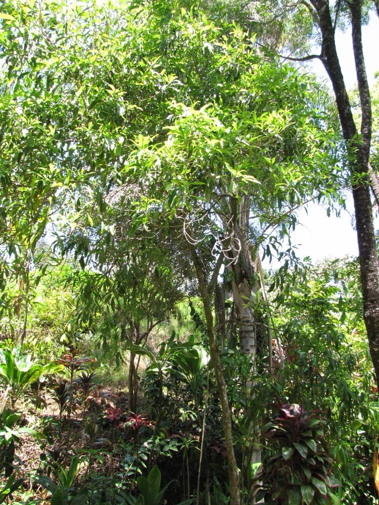 Abiu Fruit Tree