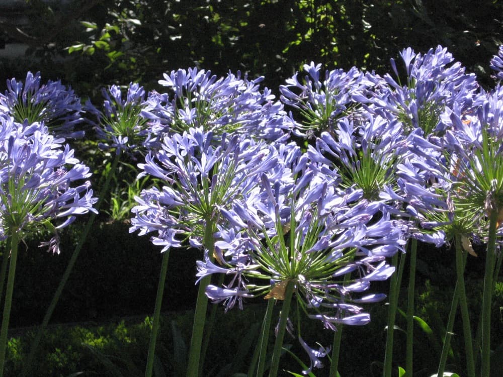 Agapanthus Blue