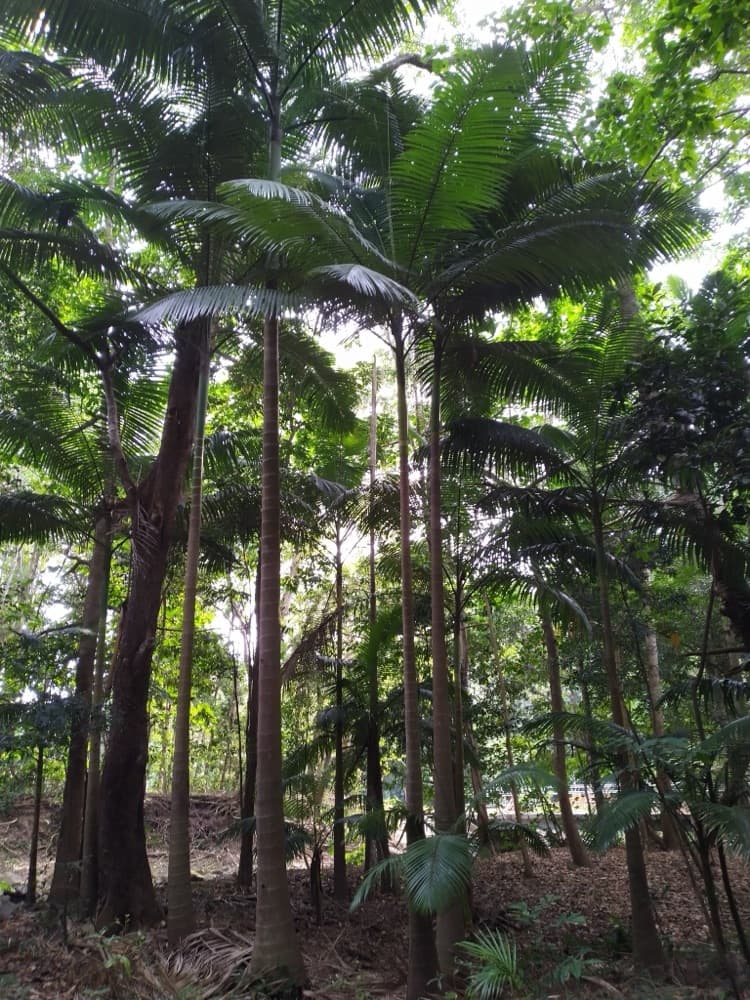 Alexander Palm