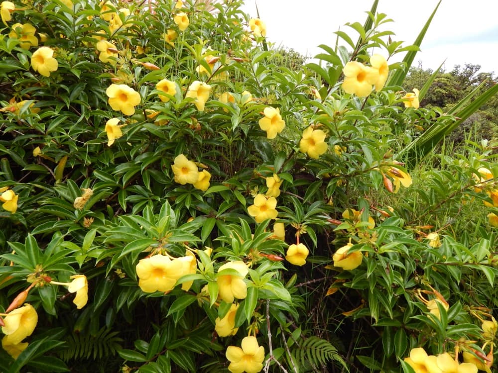 Allamanda Bush
