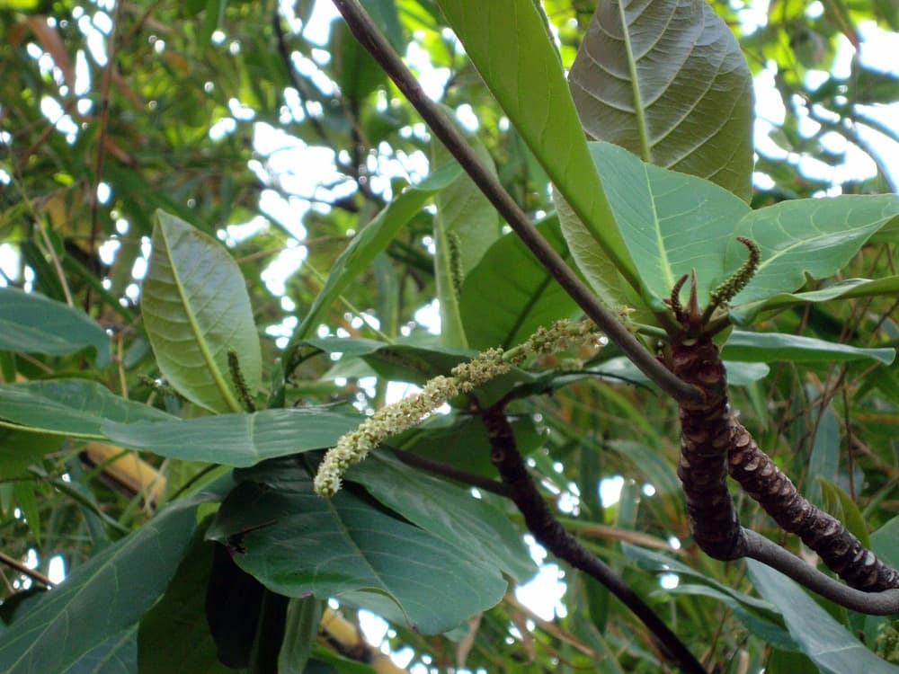 Almendro (Tropical Almond)