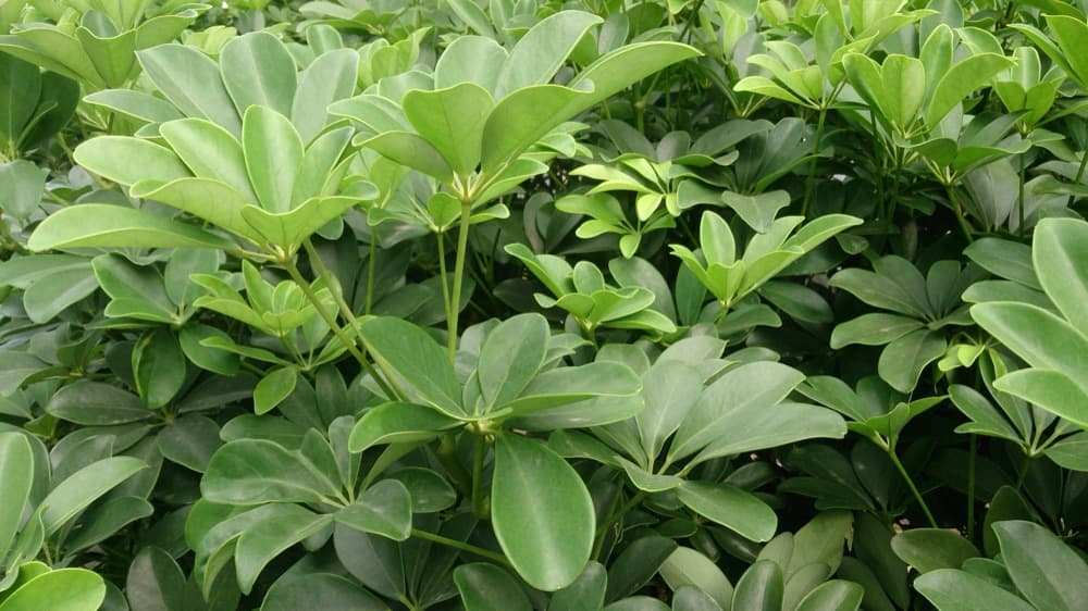 Arboricola Green