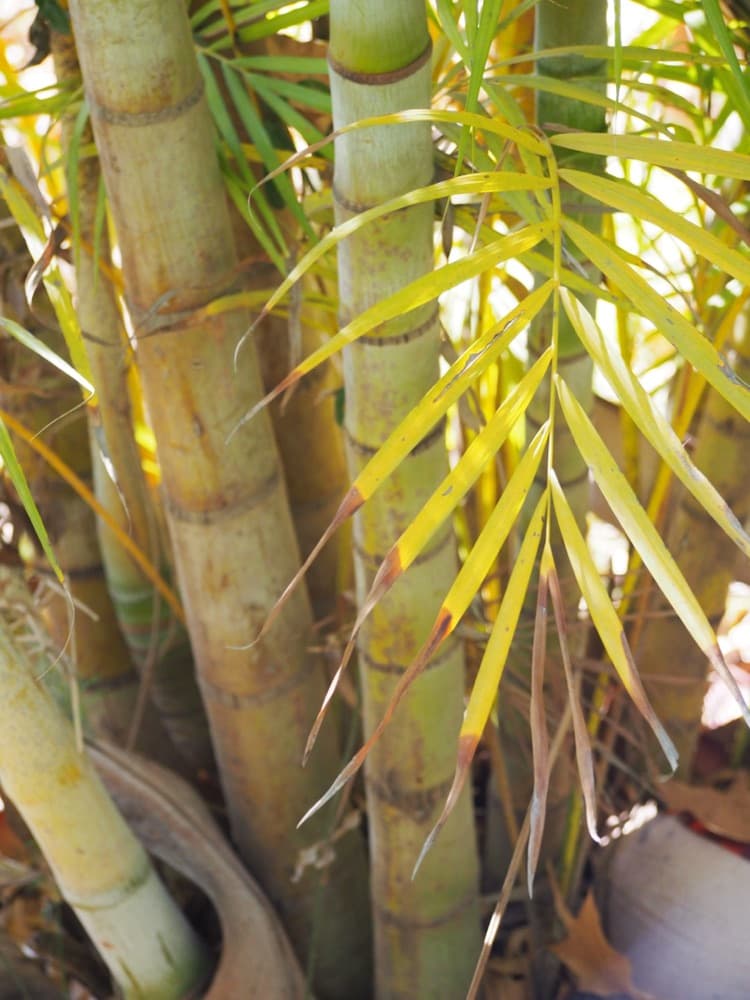Areca Palm