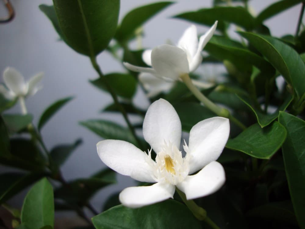 Asian Snow (Mussaenda)