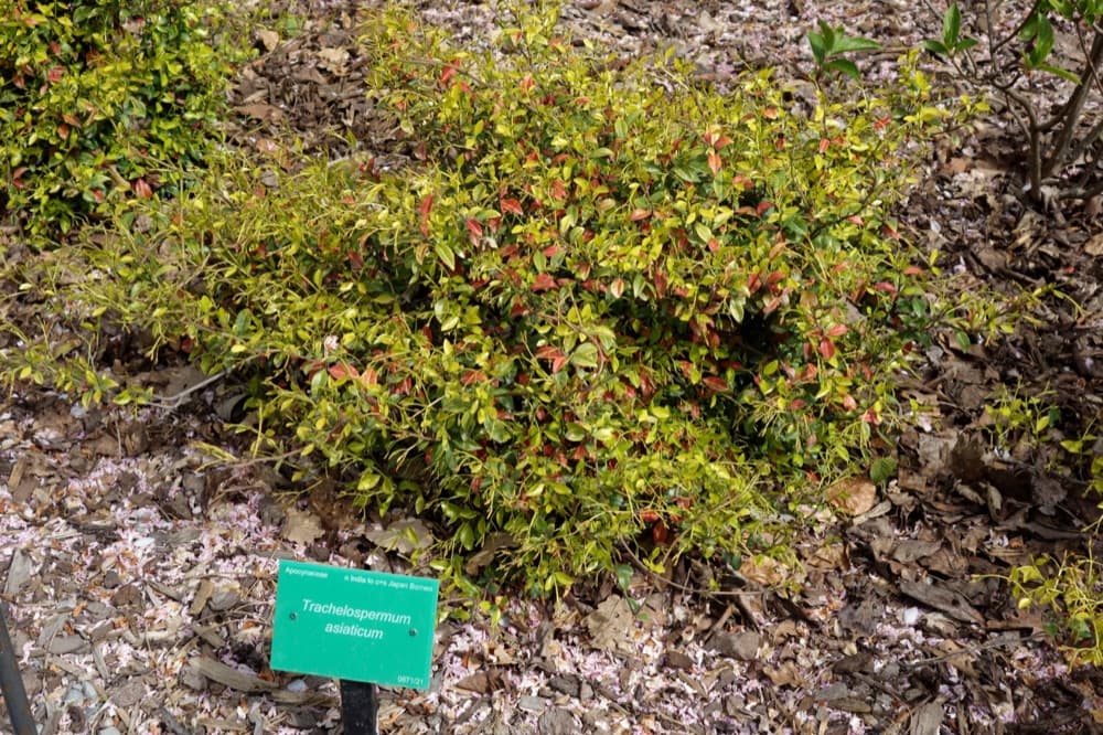 Asiatic Jasmine