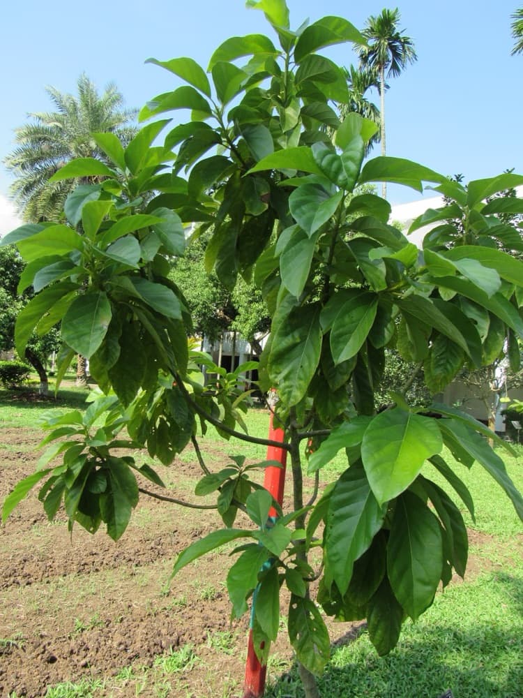Avocado Tree