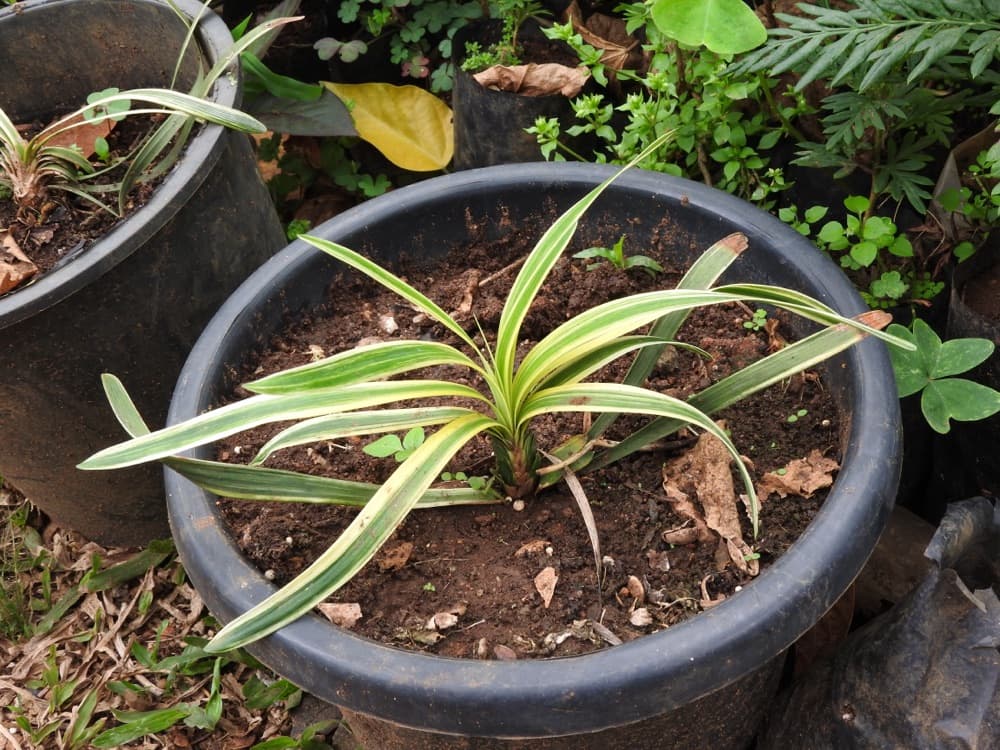 Aztec Grass