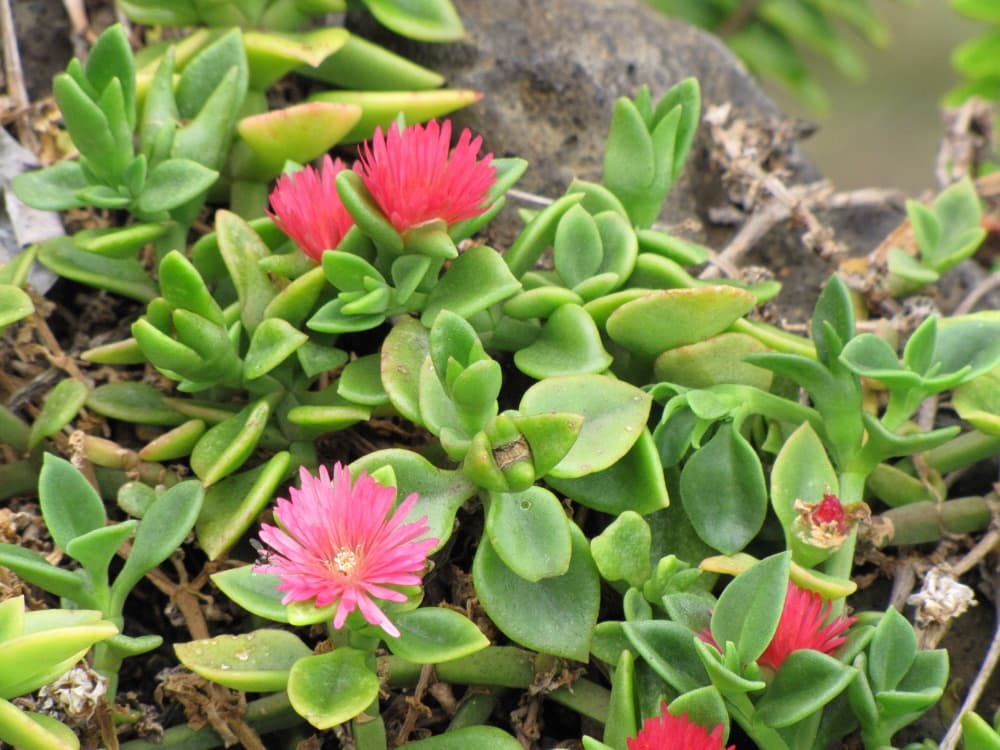 Baby Sunrose