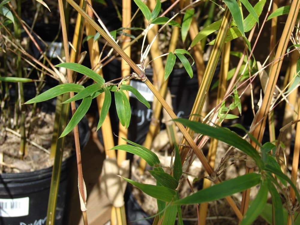 Bamboo Dwarf Buddha Belly