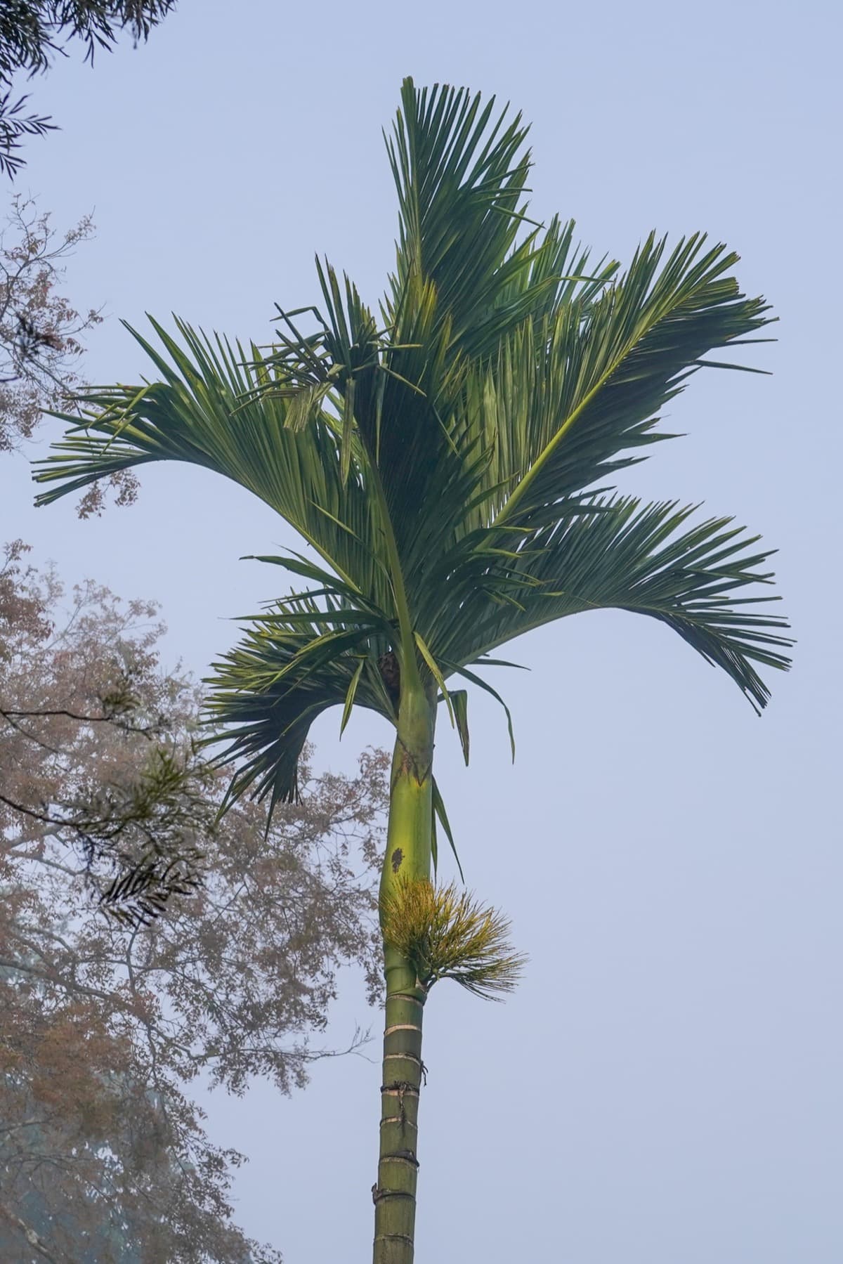 Dwarf Betel Nut Palm