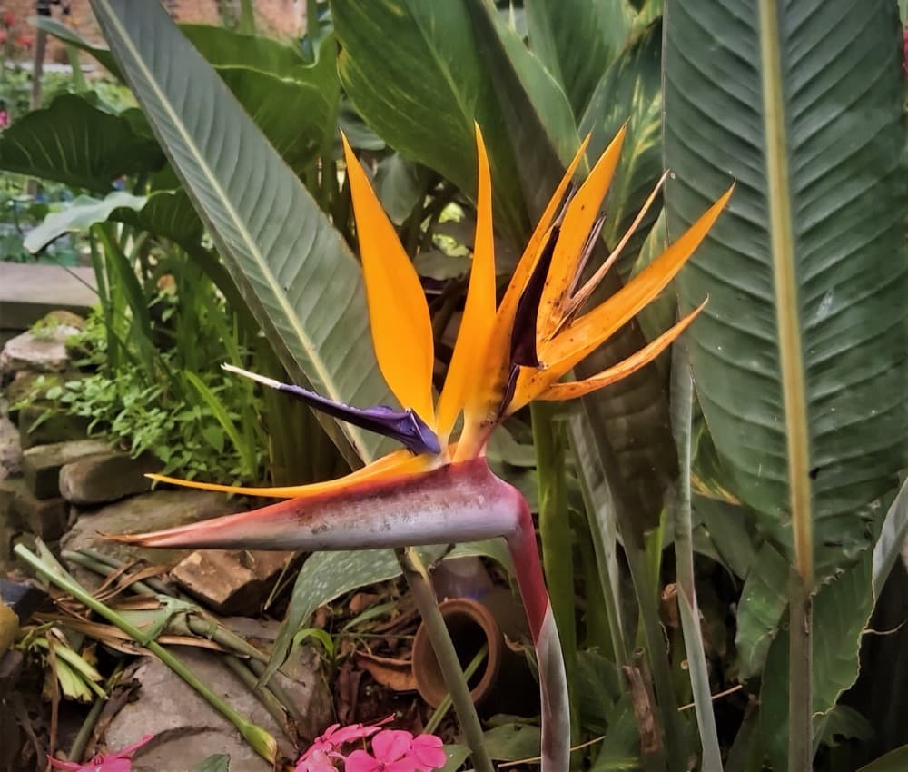 White Bird of Paradise