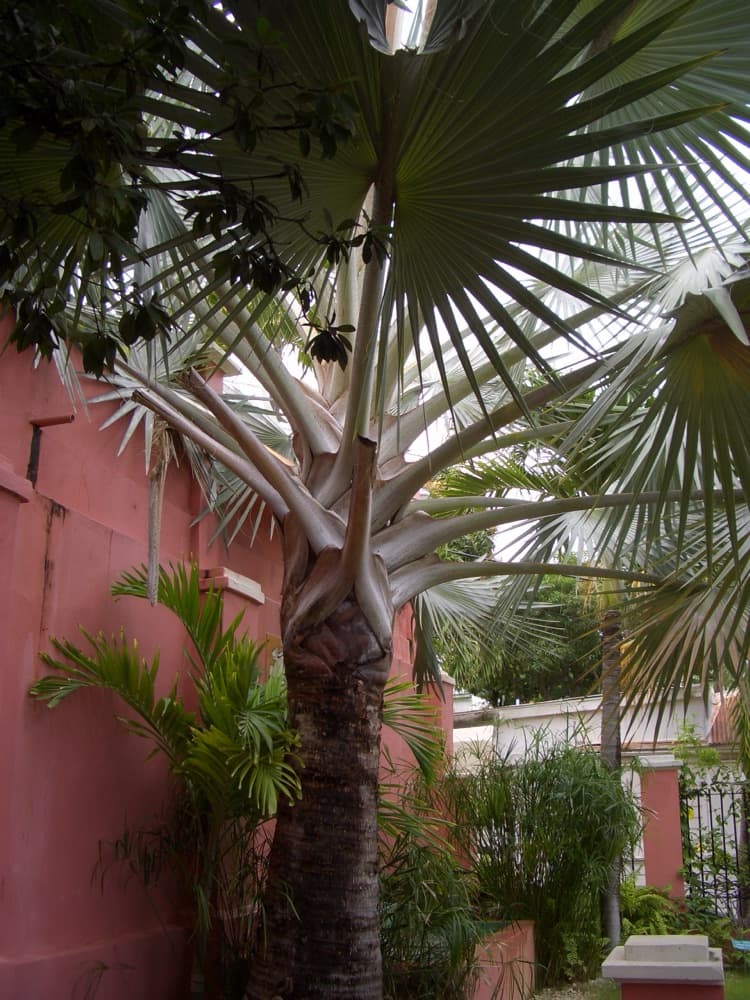 Bismarck Palm