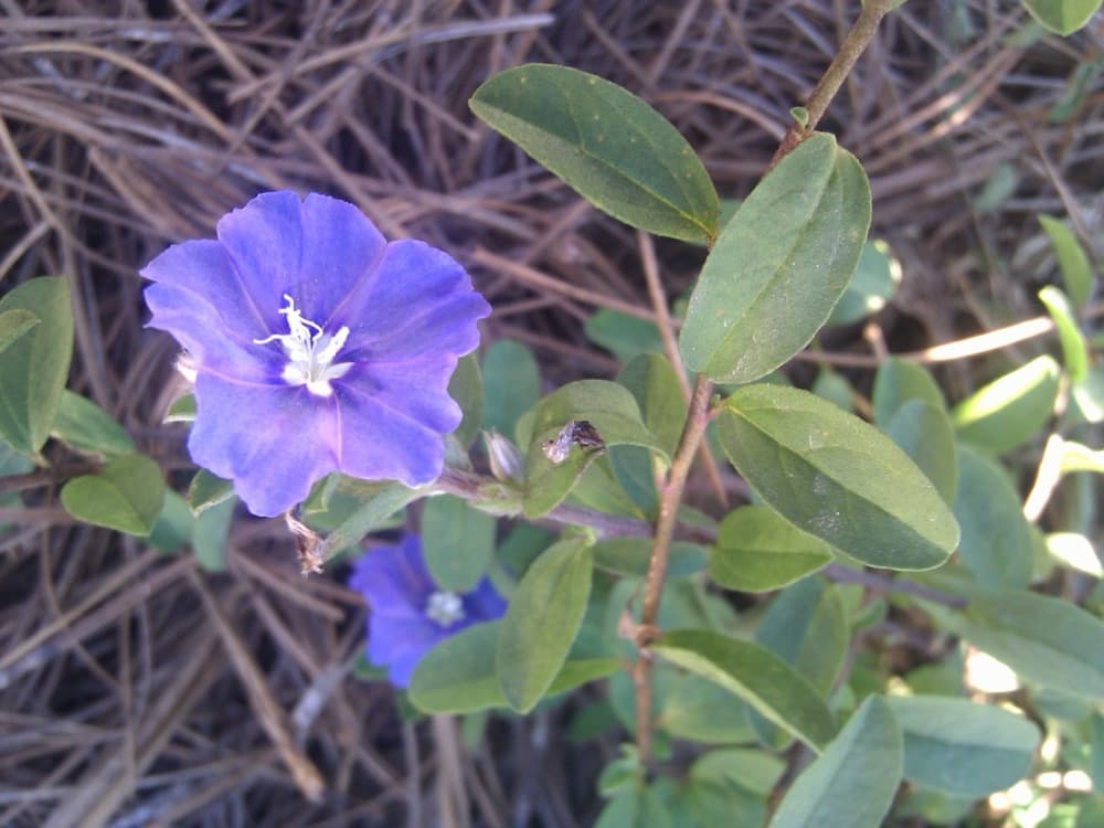 Blue Daze