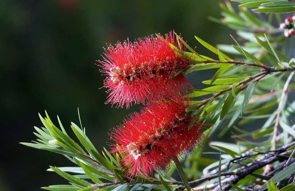 Bottle Brush Tree