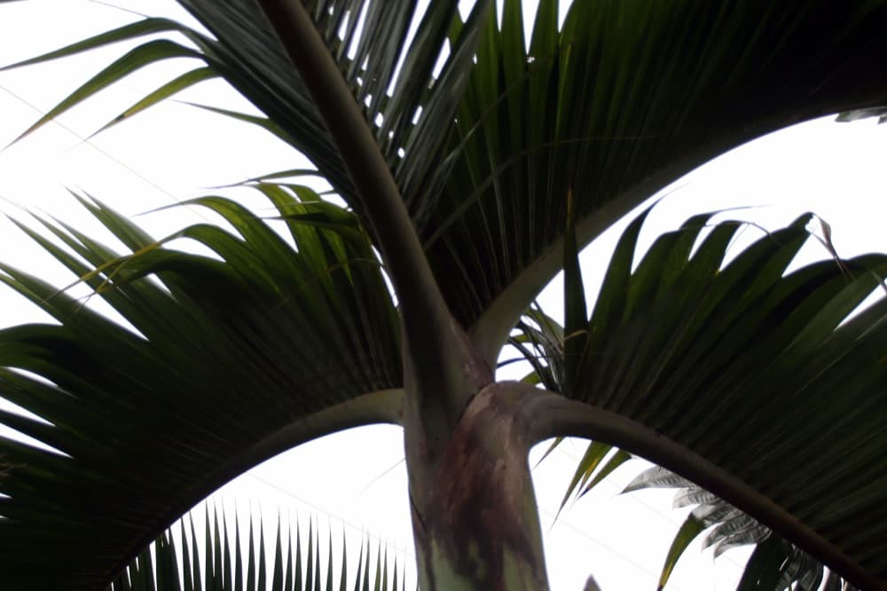 Bottle Palm