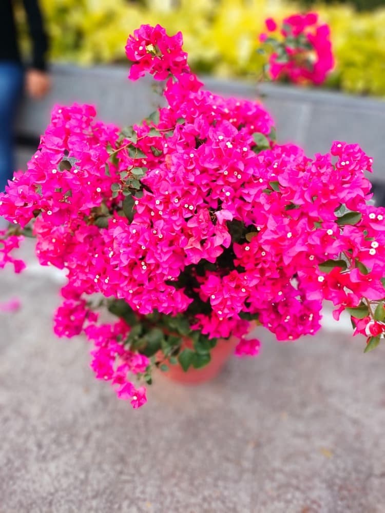 Bougainvillea Purple Bush