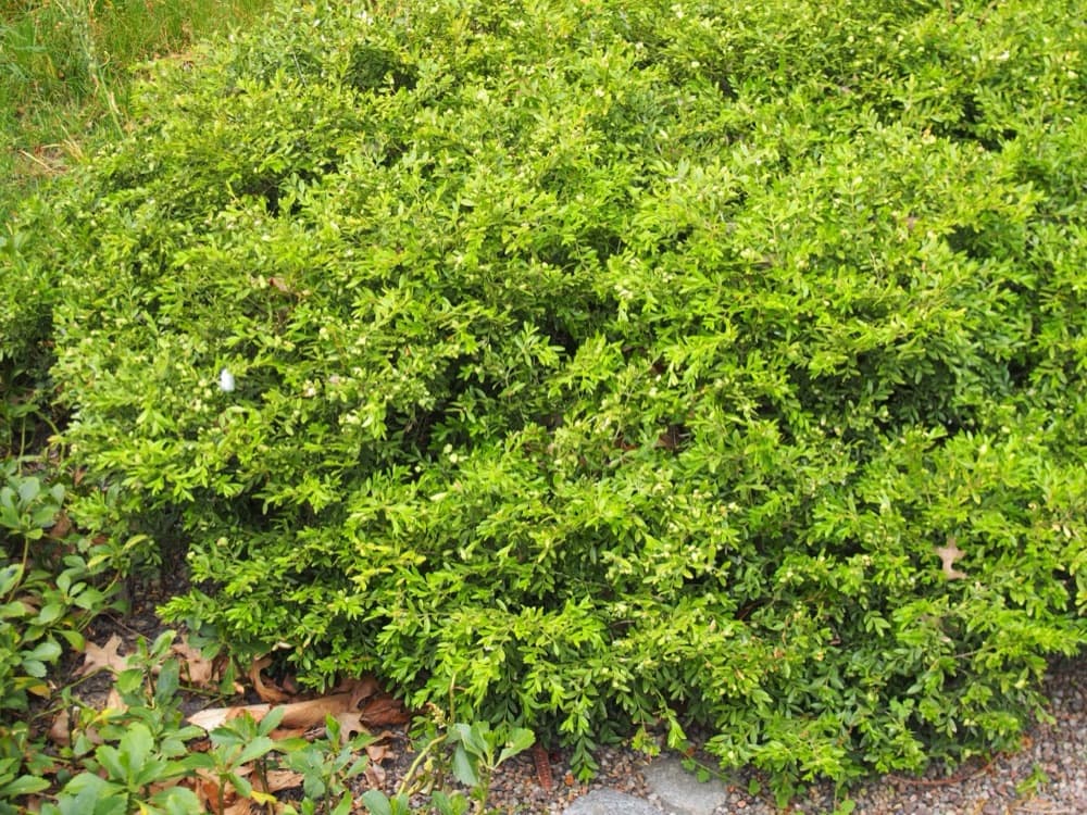 Boxwood Emerald Blanket