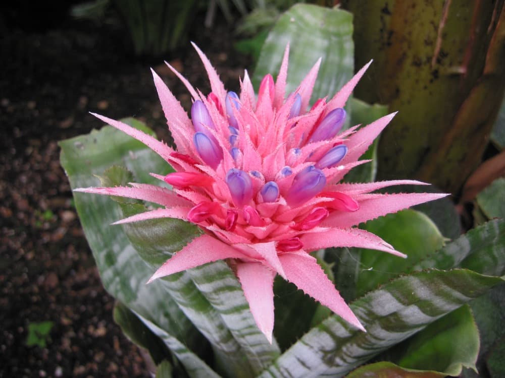 Bromeliad