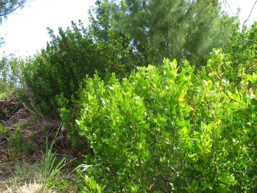 Buttonwood Green