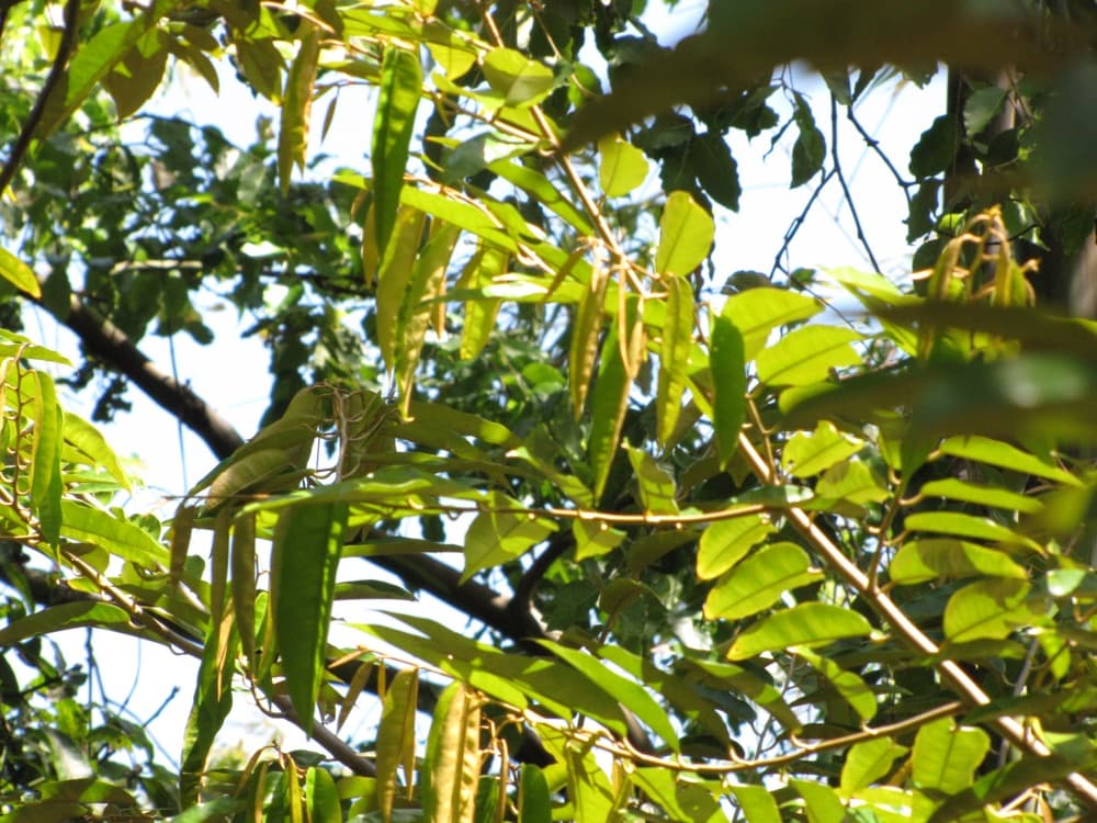 Caimito (Star Apple)
