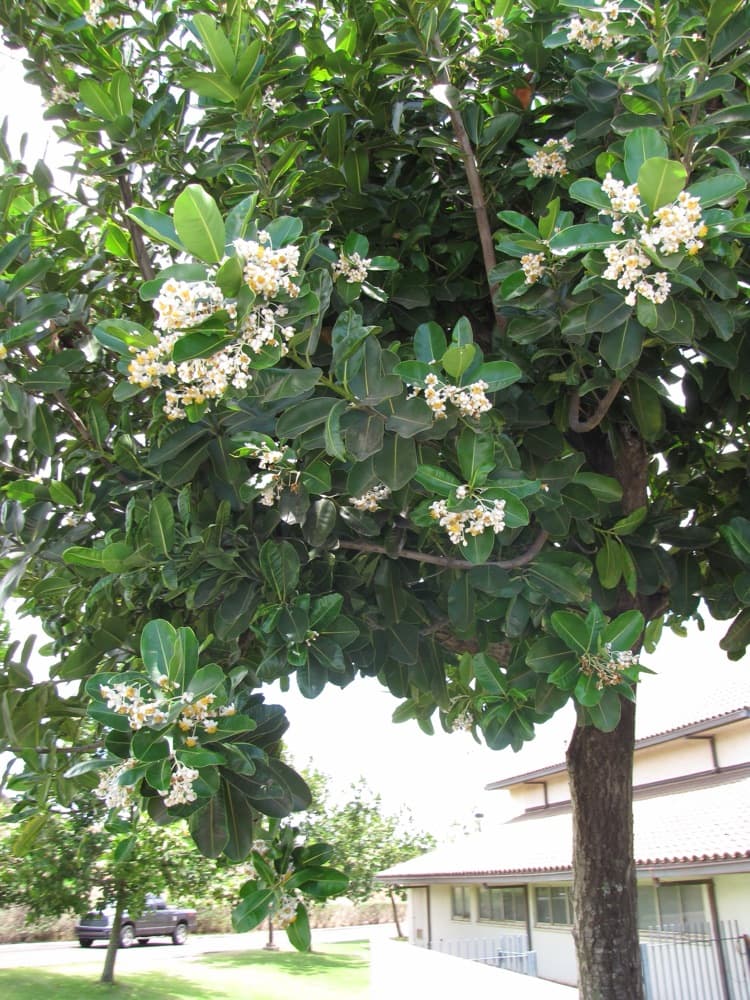 Calophyllum Tree