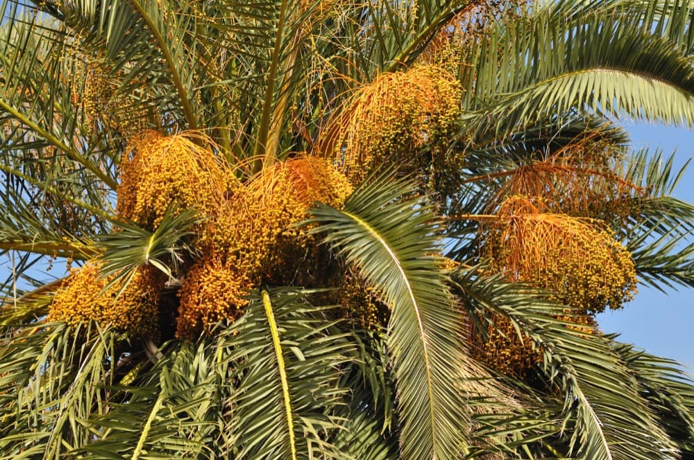 Canary Island Date Palm (Field Grown) for sale at Florida Palm and Plant Co. in SW Florida