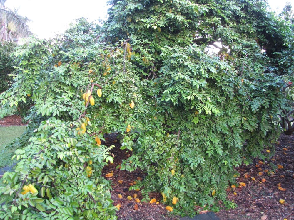 Carambola (Star Fruit)