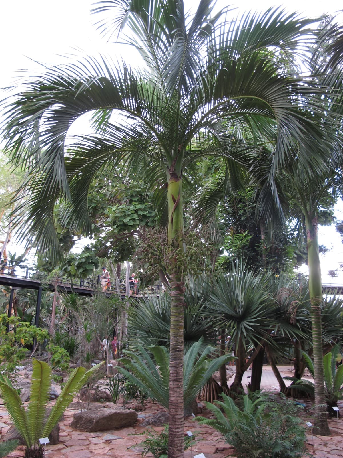 Carpoxylon Palm