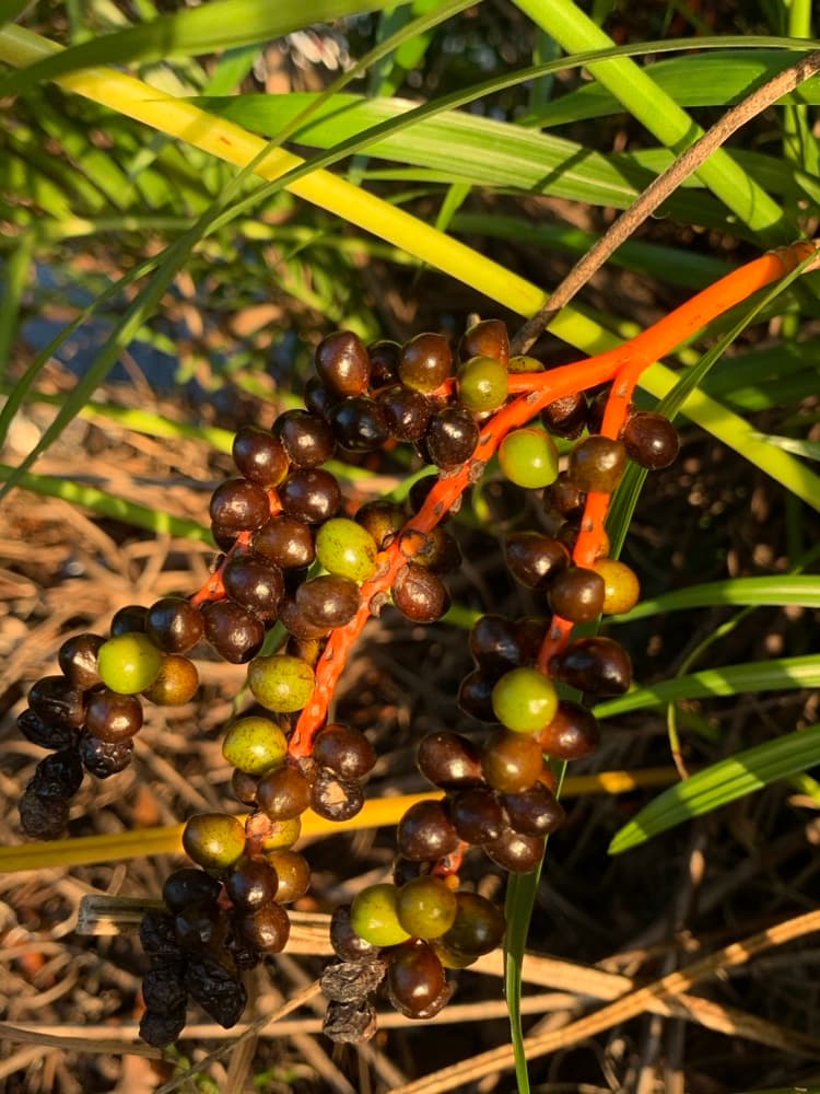 Cat Palm