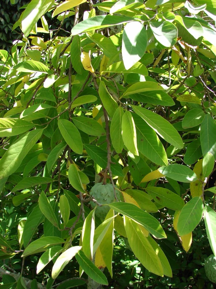 Chirimoya (Custard Apple)
