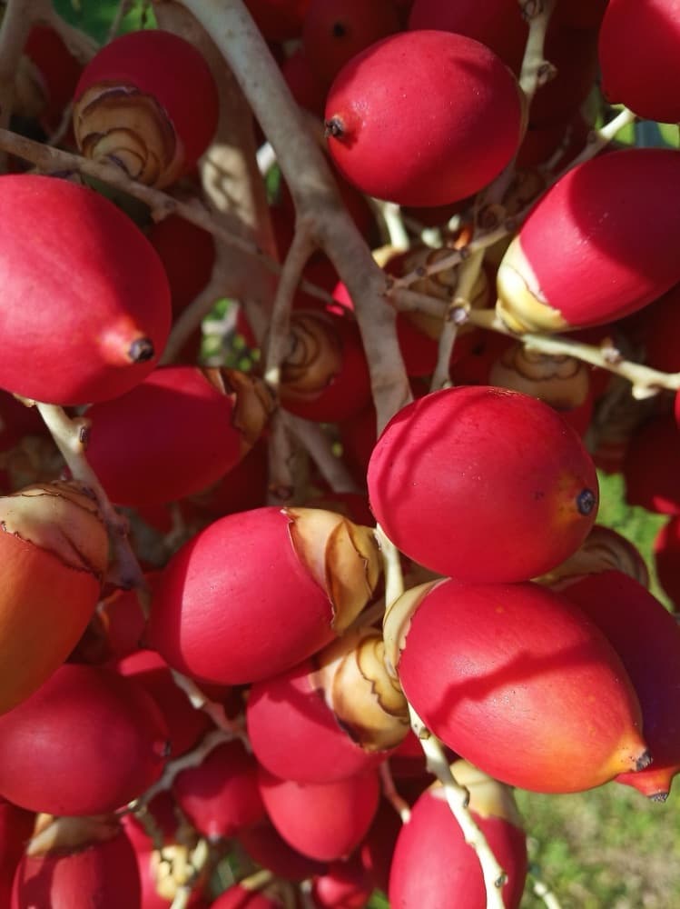 Christmas Palm