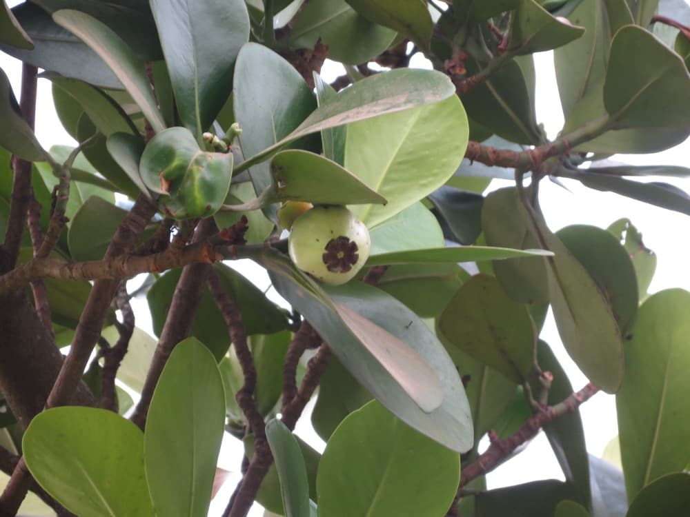 Clusia Tree