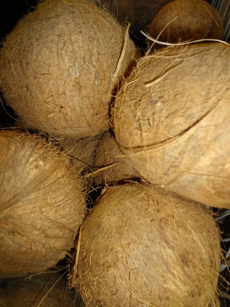 Coconut Palm, 3'-5'