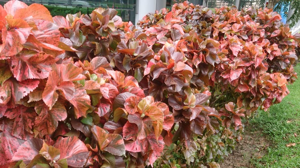 Copperleaf