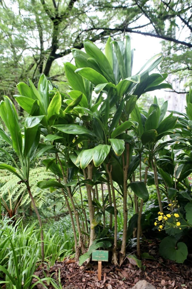 Ti Plant Red